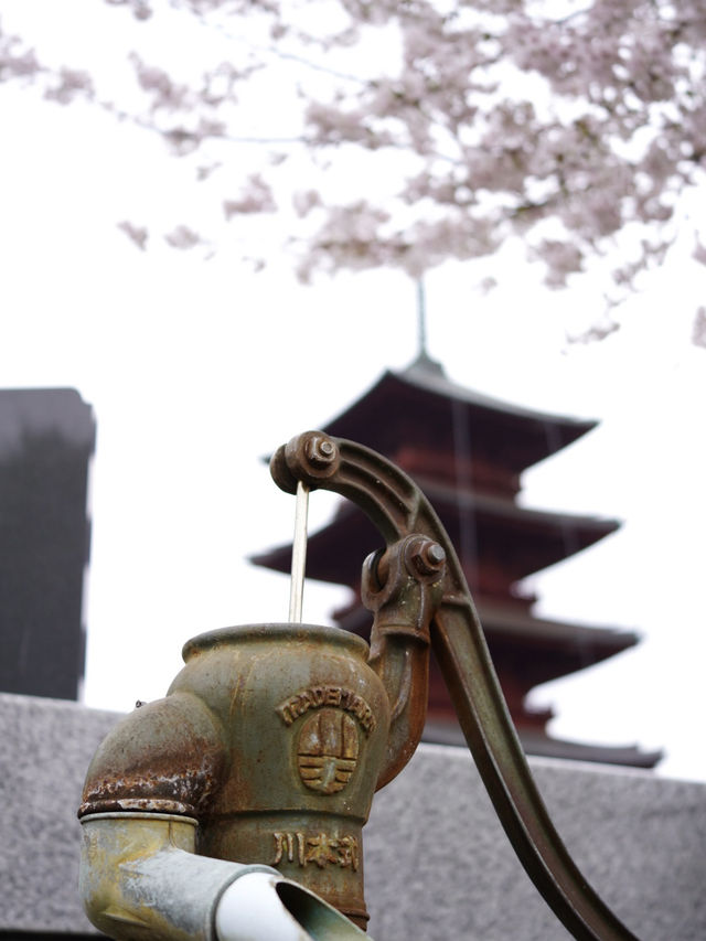 【東京×池上本門寺】 五重塔の参道に咲き乱れる桜が美しい
