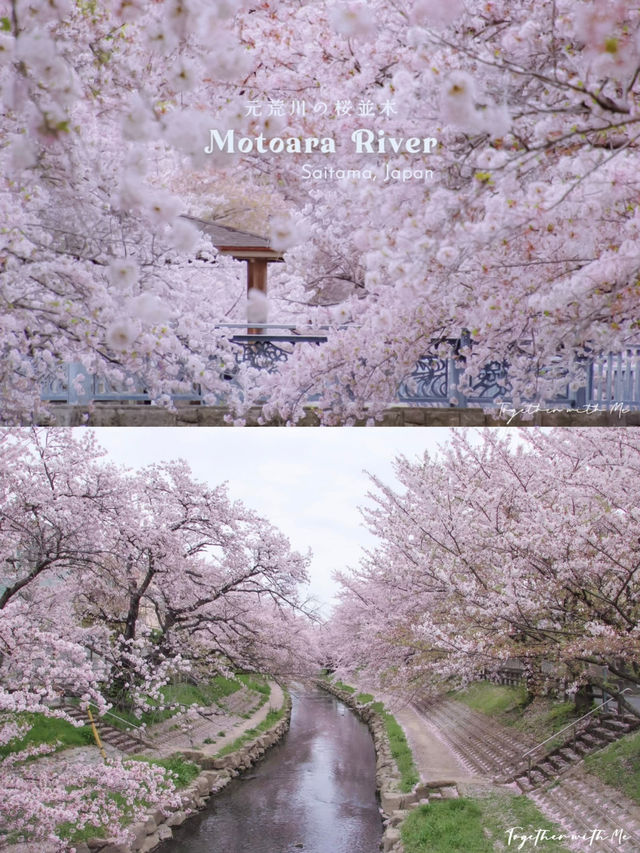 Fall in the Dreams of Sakura~🌸☁️