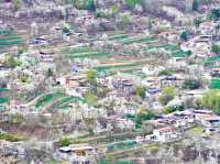 Chasing Sakura at Jinchaun Country in Sichuan Province