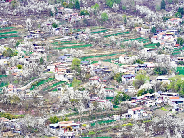 Chasing Sakura at Jinchaun Country in Sichuan Province