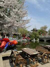 When Hanfu Meets Sakura: The Enchanting Beauty of Luoyi Ancient City