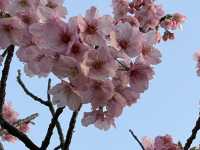 Cheery cheery Cherry Blossom