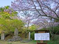 Chasing Sakura at Hosshin Park in Kurume City