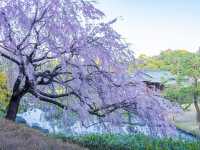 Chasing Sakura at Shirotori Garden