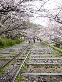 【京都×春旅】桜の季節 映える人気スポット