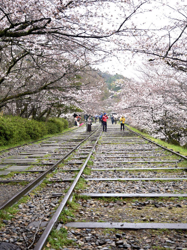 【京都×春旅】桜の季節 映える人気スポット