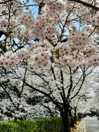 A Dreamy Day Trip from Busan: Cherry Blossoms in Full Bloom at 83 Tower E-World, Daegu