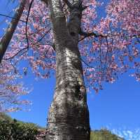 Hidden In Alishan, Taiwan!! Early Spring Cherry Blossoms