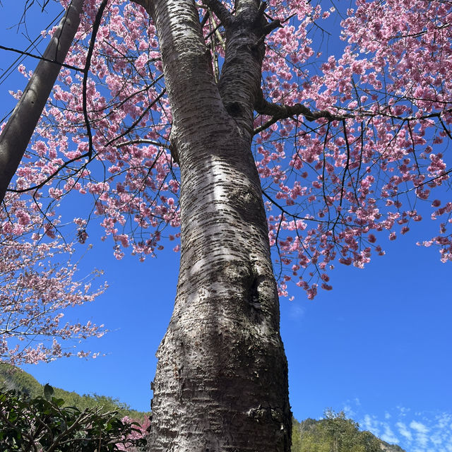 Hidden In Alishan, Taiwan!! Early Spring Cherry Blossoms