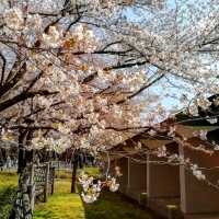 東京王子站-飛鳥山公園，當地日本人的賞櫻野餐景點