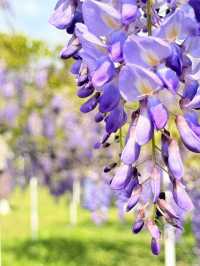 淡水｜紫色浪漫來襲 紫藤花園日本紫藤賞花期只有兩周