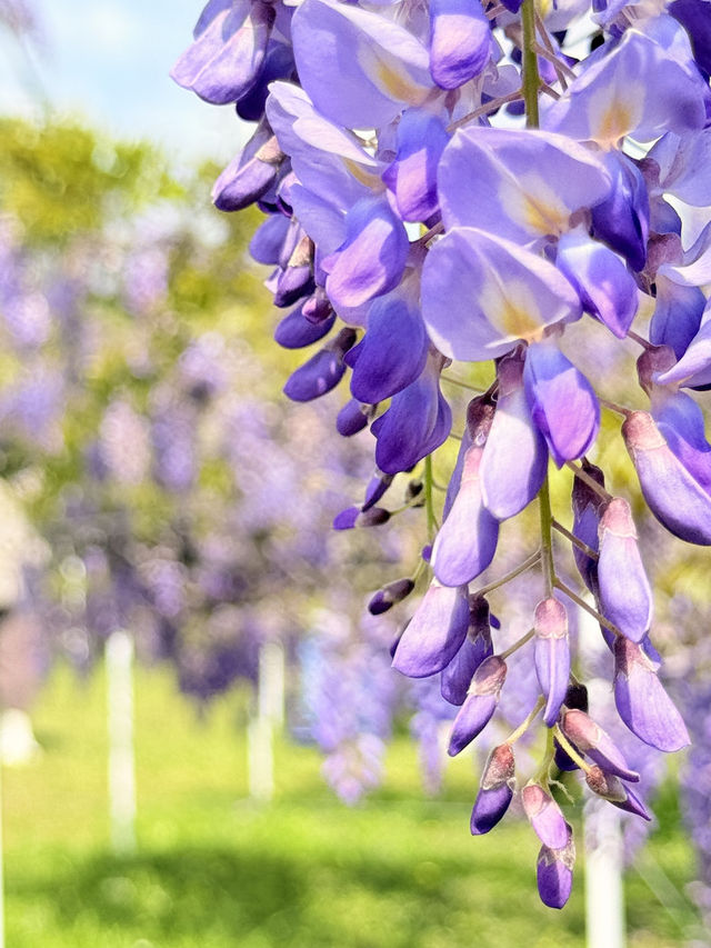 淡水｜紫色浪漫來襲 紫藤花園日本紫藤賞花期只有兩周