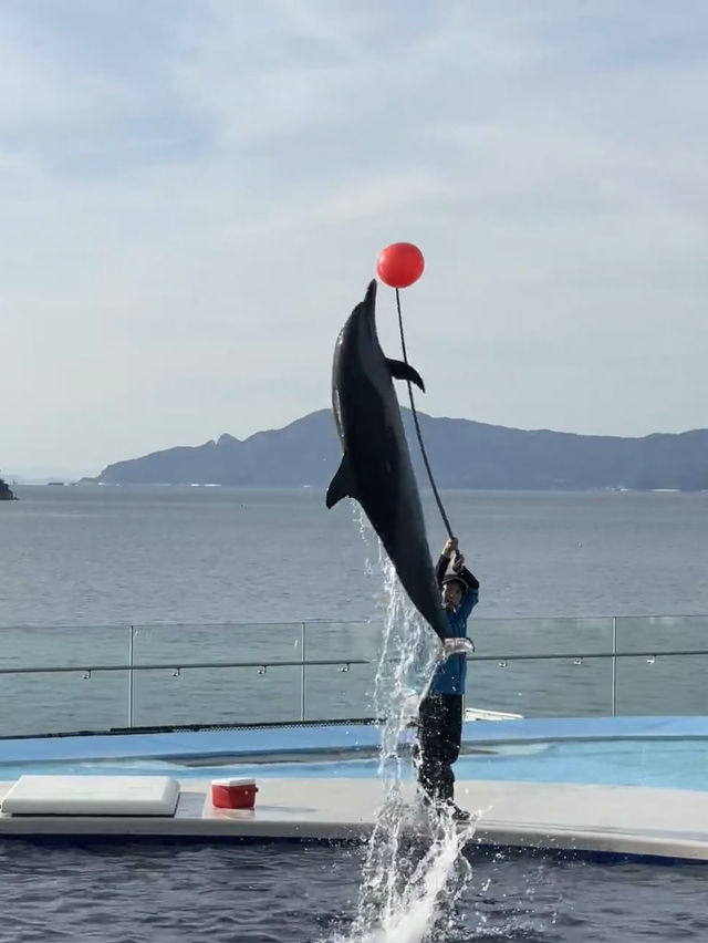 🐟四國水族館｜是不需要調濾鏡的美🐳🐬🪼