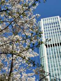 Full Bloom! Sakura-zaka in Shibuya🌸