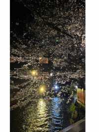 일본은 벚꽃왕국이에요🌸(일본 벚꽃명소)