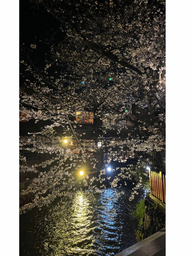 일본은 벚꽃왕국이에요🌸(일본 벚꽃명소)