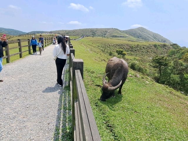 造訪擎天崗