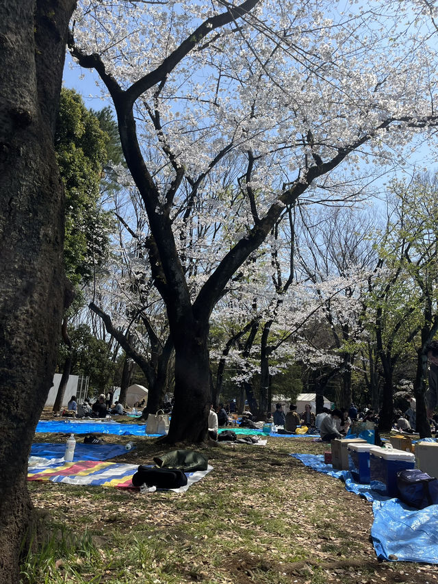 요요기공원 꽃놀이🌸🧺