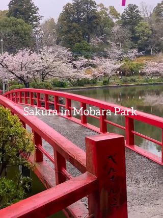 Springtime at Mobara Park: A Cherry Blossom Wonderland