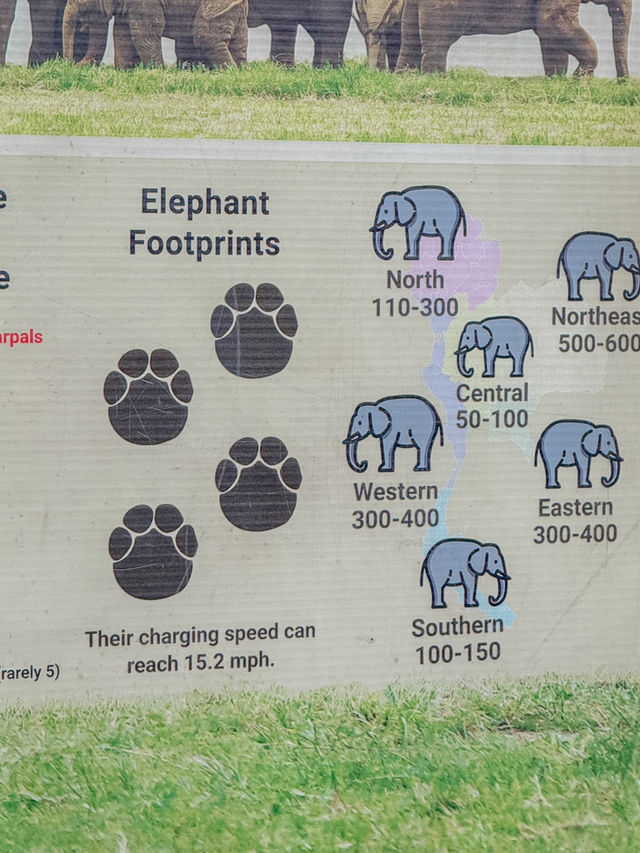 🇹🇭태국 Elephant Nature Park(ENP)에 대해 알고 있나요?🇹🇭