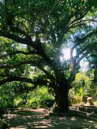 ✨💙Greenery at The Farm at San Benito✨💙
