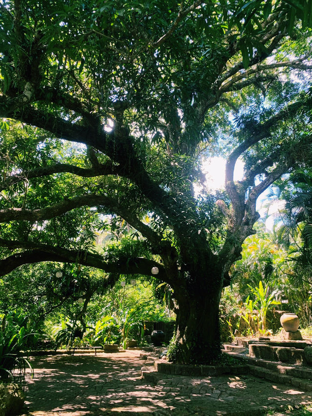 ✨💙Greenery at The Farm at San Benito✨💙