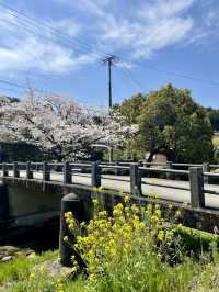 【福岡観光】桜パトロール