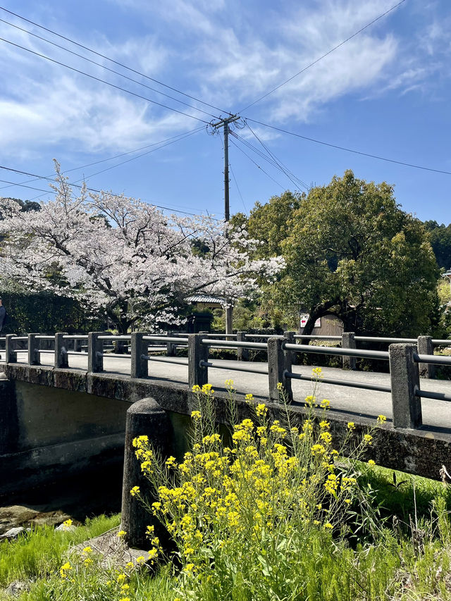 【福岡観光】桜パトロール