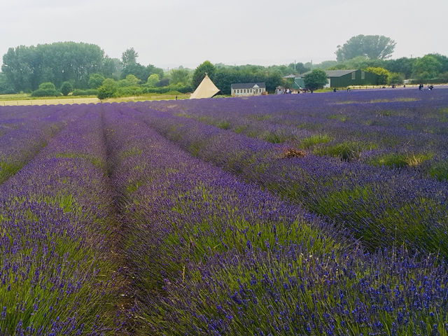 Spring Strolls at Hitchin Lavender