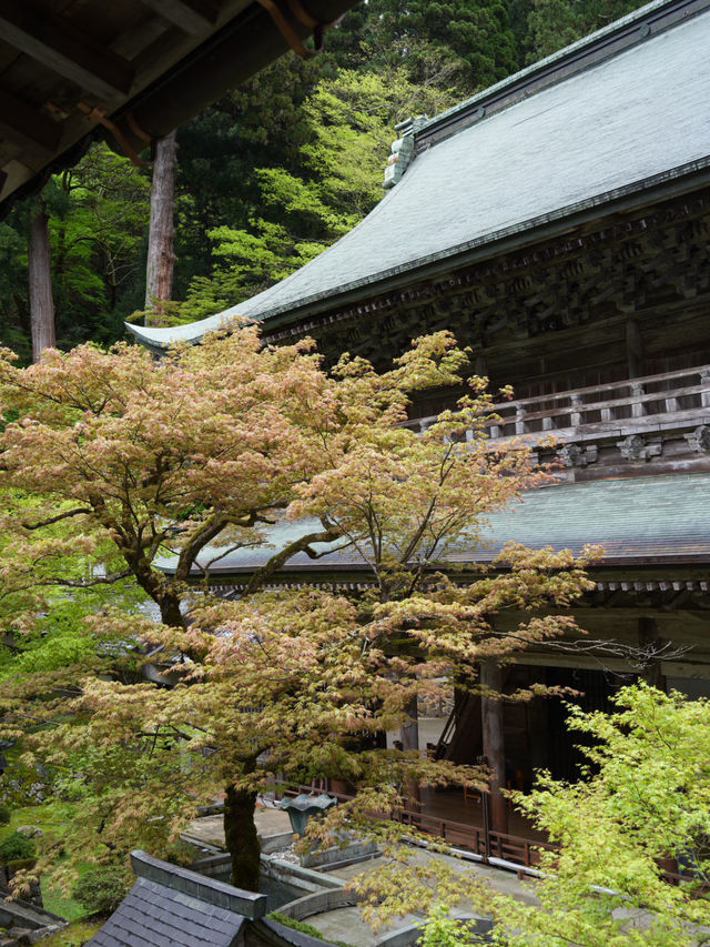 【福井×永平寺】説法が行われる法堂 国の重要文化財