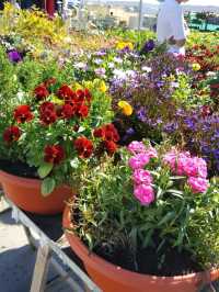 LOFOTEN IN BLOOM