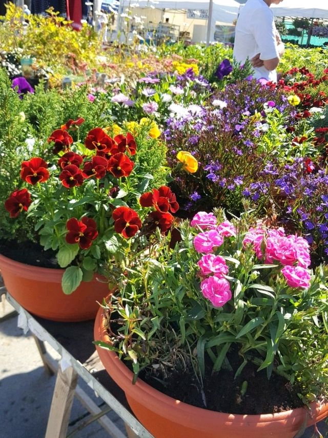 LOFOTEN IN BLOOM