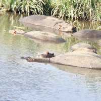 Mandusi Hippo Pool｜坦尚尼亞