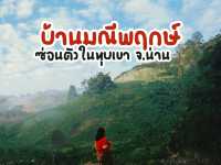 บ้านมณีพฤกษ์ จังหวัดน่าน ชุมชนทำกาแฟ