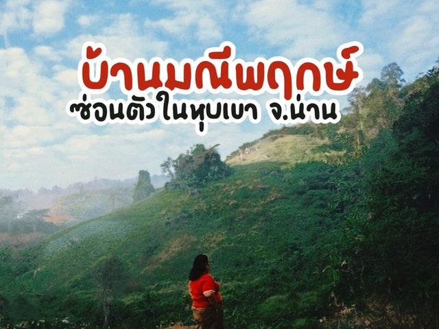 บ้านมณีพฤกษ์ จังหวัดน่าน ชุมชนทำกาแฟ
