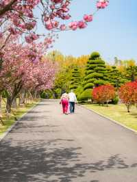 부산 유엔기념공원 겹벚꽃 만개 소식🇺🇳🌸