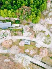 【日本一の桜 絶景スポット🌸】吉野山の桜が誘う“桃源郷”