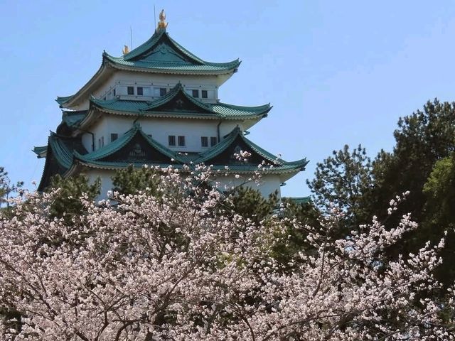 名古屋-名城公園，散步休閒的賞櫻好去處