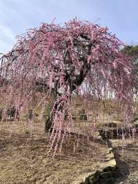 Spring Blossoms at the Kagawa Horticulture Center