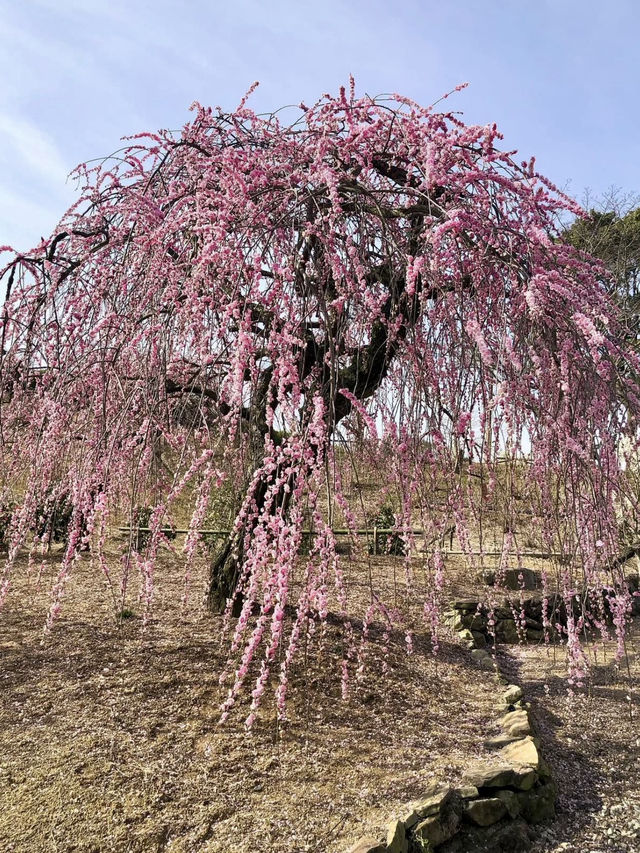 Spring Blossoms at the Kagawa Horticulture Center