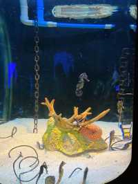 Underwater Adventures Await at Manila Ocean Park