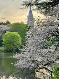 Shinjuku Gyoen Cherry Blossoms– Tokyo’s Imperial Garden of 1,000 Blooms