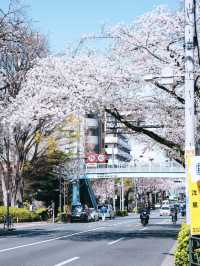 Tokyo Nakano Cherry Blossoms: Even Better Than Roppongi and Chidorigafuchi! 🌸