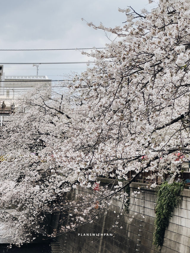 คลองเมกุโระ (Meguro River / 目黒川) ✨