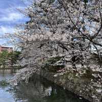 北九州🌸 小倉城櫻花璀璨🌸
