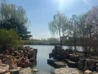 Whispers of Spring: Cherry Blossoms Along the Yitong River