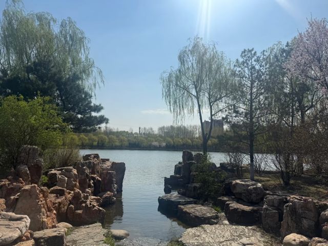 Whispers of Spring: Cherry Blossoms Along the Yitong River