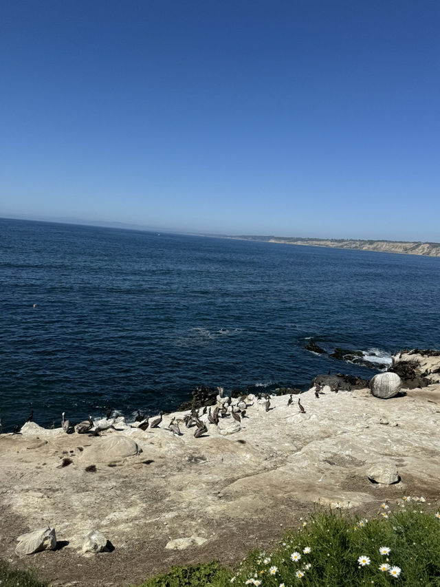 🐬 La Jolla Cove, 샌디에고의 보석 같은 해변! 