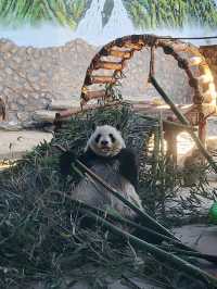 免門票看熊貓就在唐山動物園！！