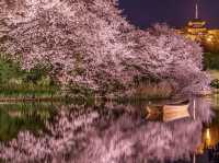 Cherry Blossom Magic at Sankeien Garden: A Springtime Escape in Yokohama